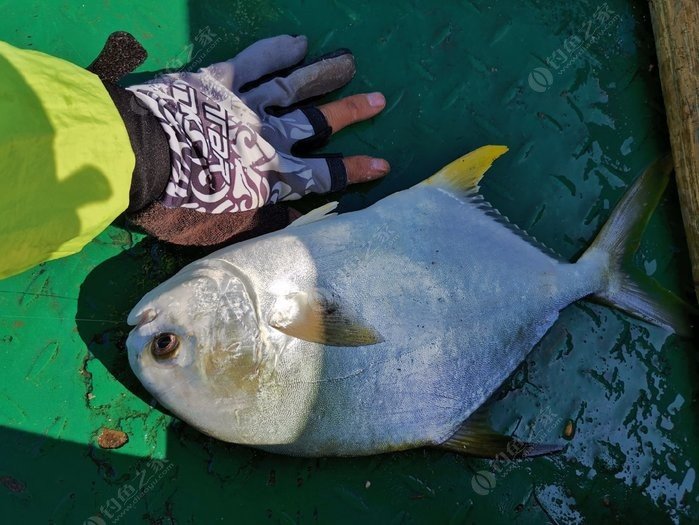 矶钓一竿远,精彩矶钓