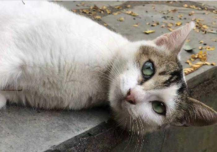 猫咪走丢了最有效的寻找方法,寻找走丢的猫猫