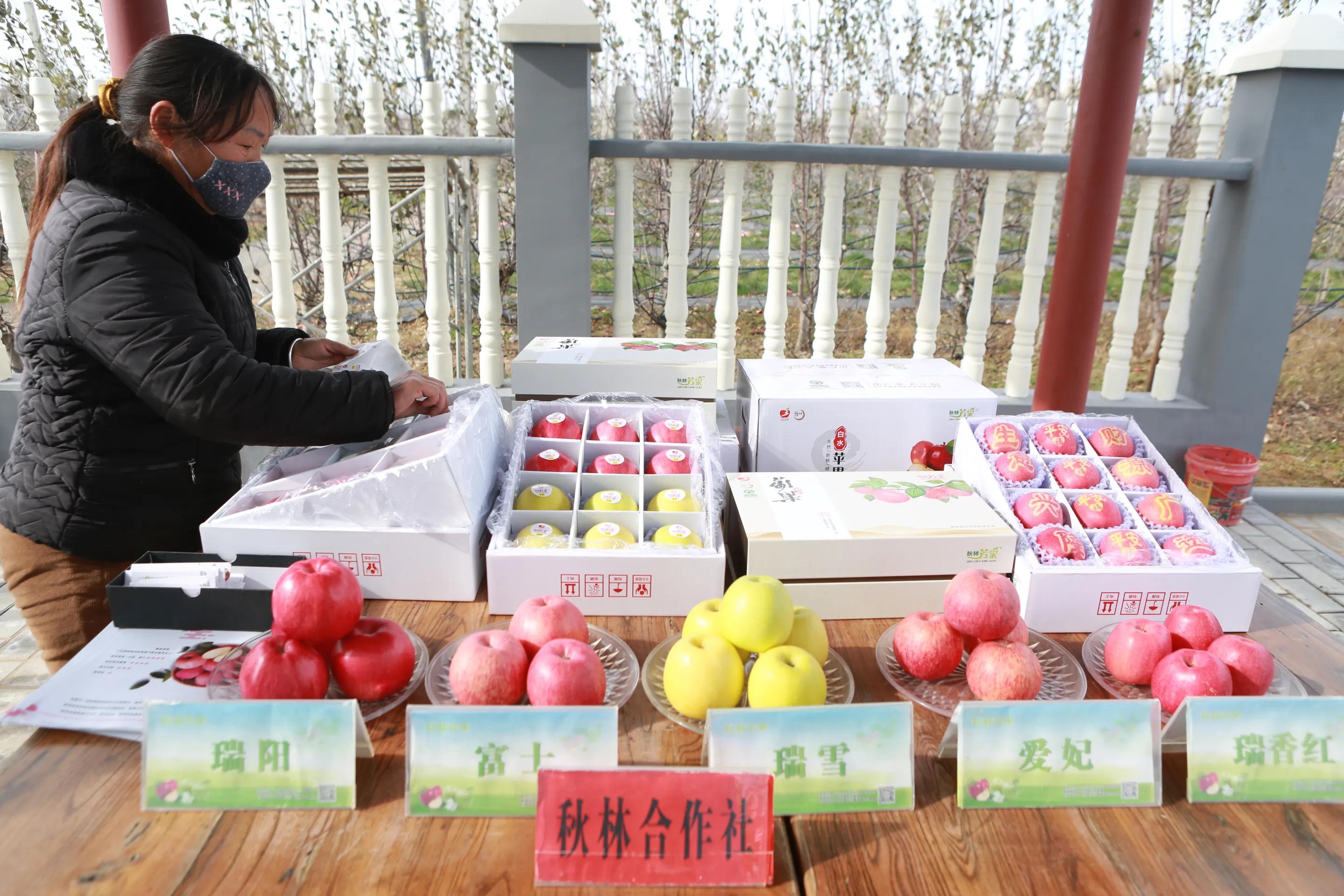 陕西白水苹果哪里最好,陕西白水苹果专卖店