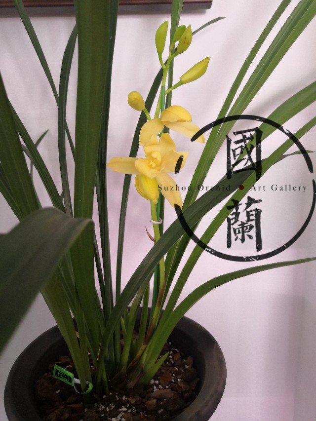 兰花的价格一般多少钱一盆,蝴蝶兰花的价格