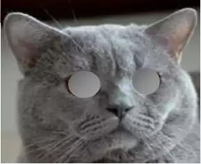 英国短毛猫怎么看品相赚钱,国际爱猫协会发声