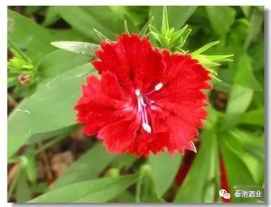 母亲节的由来和习俗简单介绍,母亲节的由来和习俗简单