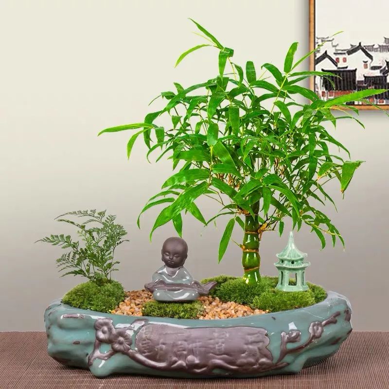 寓意好富贵竹,寓意好的竹子盆栽