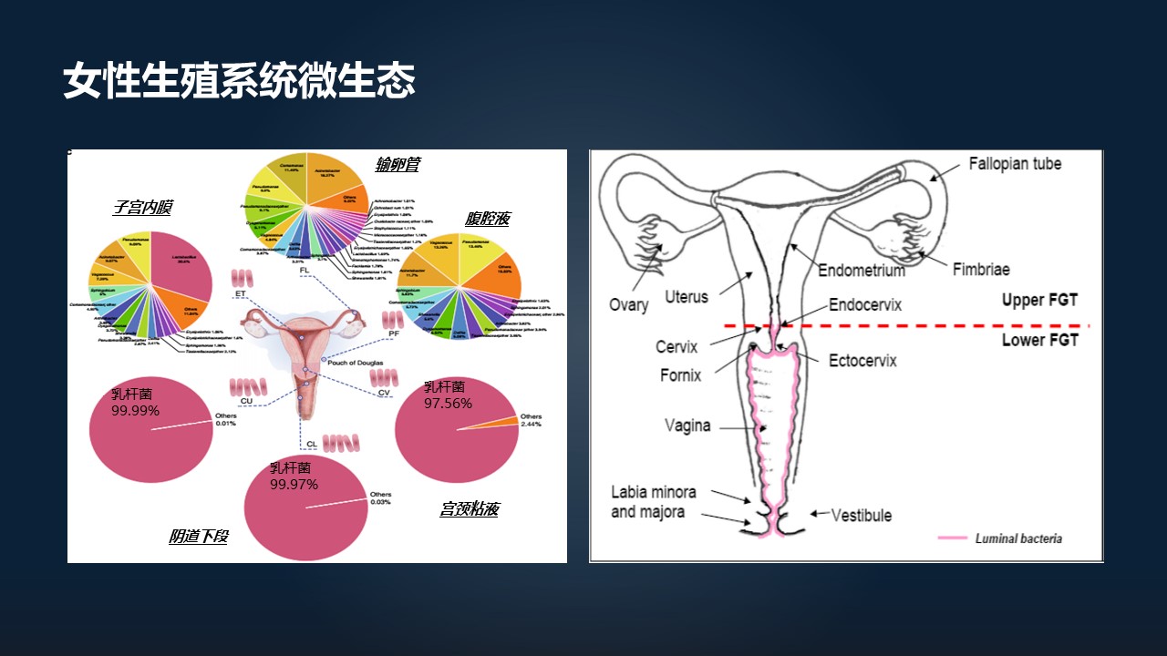 肖冰冰,肖冰冰的创作