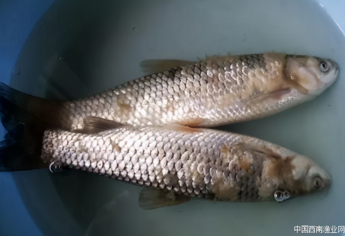 鱼类水霉病,春季鱼类水霉病症状