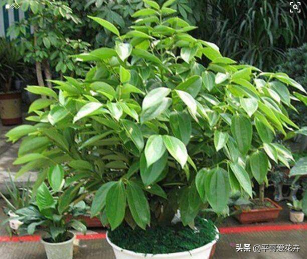 平安树叶子发干发黄怎么回事,平安树叶子一直发黄什么原因