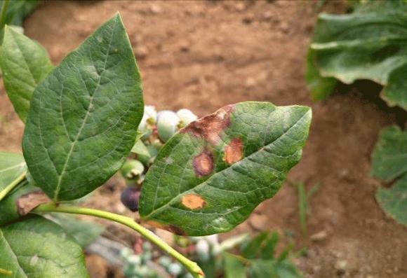 蓝莓容易得的病害有哪些,蓝莓盛果期怎样防治病害