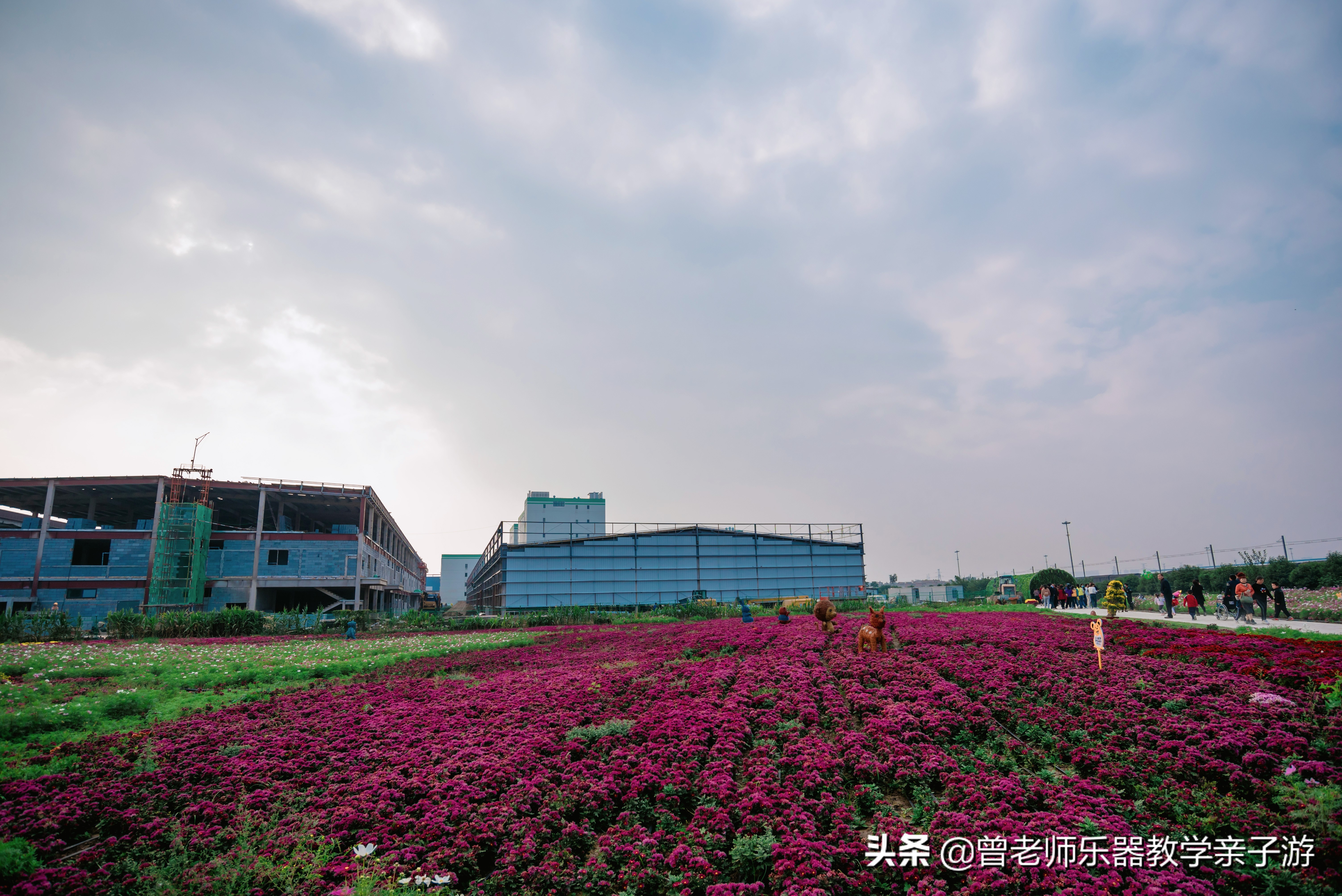 爱菊研学游,爱菊丝路文化菊花园西安