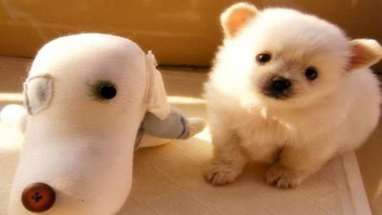 领养狗狗可以挑选品种和年龄么,领养狗狗要领养什么样子的好