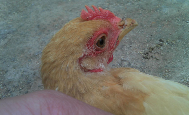 鸡的眼睛瞎了用什么药,鸡的养殖中会出现哪些疾病