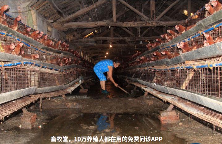 暴雨过后鸡要注意什么,大雨后鸡舍怎么处理