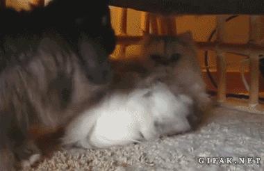 小天绝地求生,小天蜘蛛