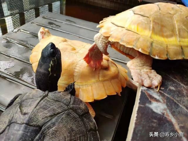 巴西龟到底有什么,巴西龟真的不值钱吗