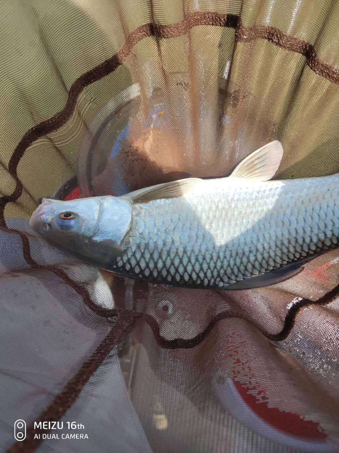 尚艺东美评价,尚艺东美秀鲤鱼竿好吗