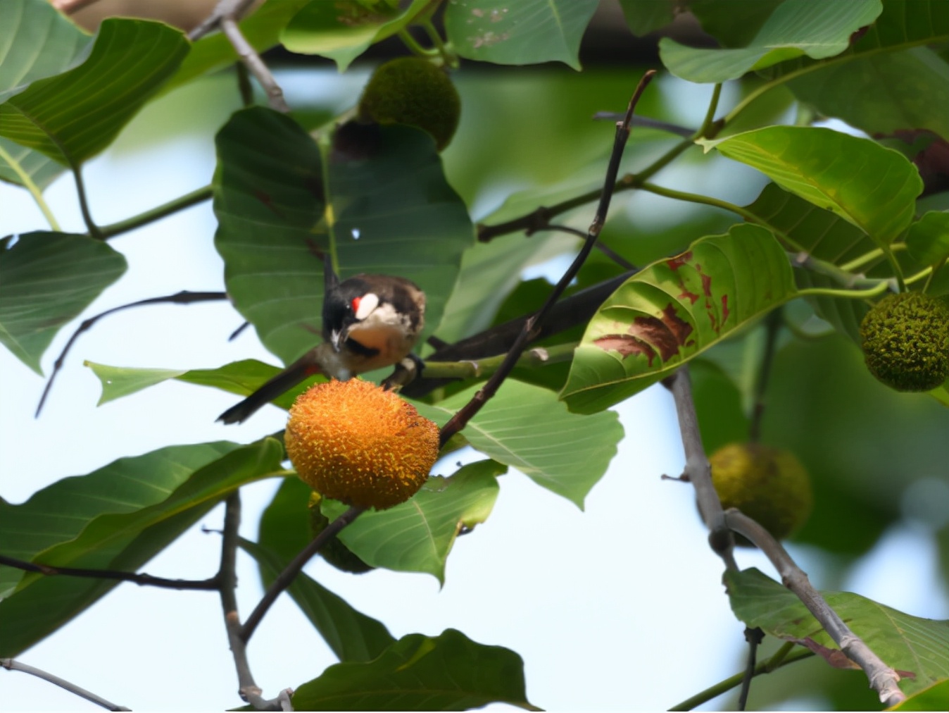 广州晓港公园拍到黑枕黄鹂,广州晓港公园简介