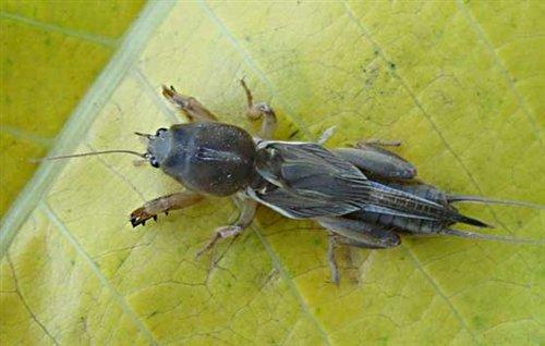 黄芪主要病虫害,黄芪田间杂草防治