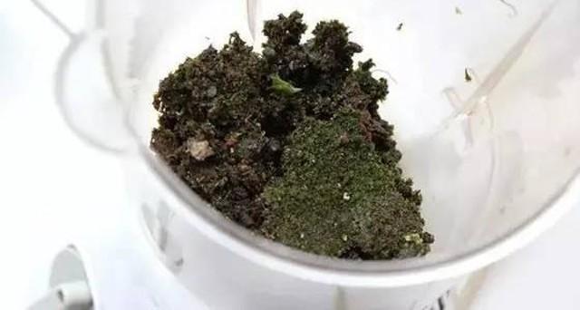 苔藓意境盆景,文人树盆景怎么养才能突出好看