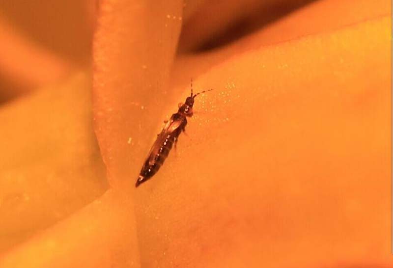 兰花长苞没等开花就花苞枯萎了,网购的兰花花苞枯萎怎么回事