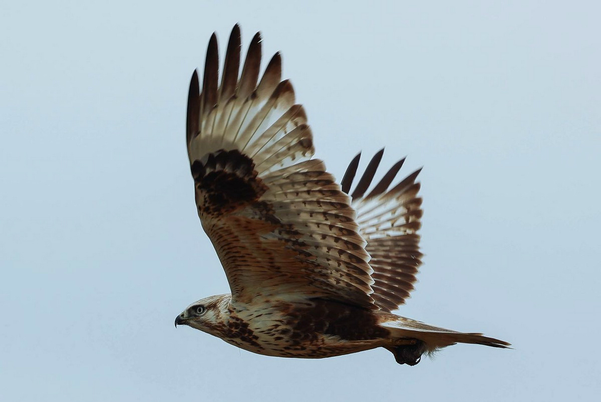 高速高画质专业表现EOSR6满足多种拍摄需求