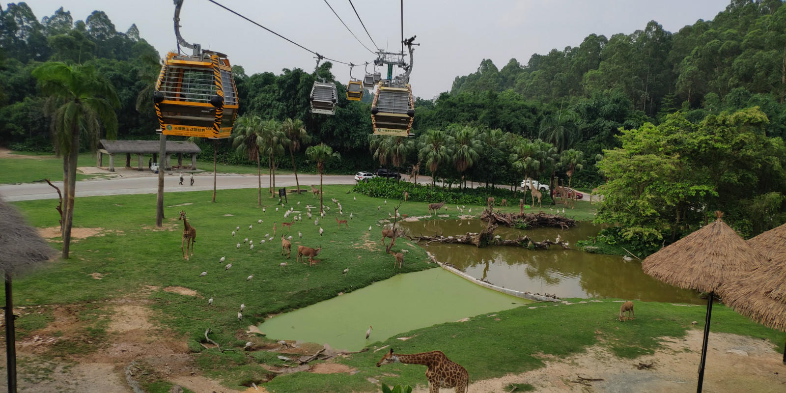 暑假带娃去广州长隆野生动物世界,周末亲子时光广州长隆野生动物园