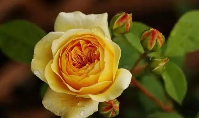 100种玫瑰图片大全,100种玫瑰鲜花你认识吗