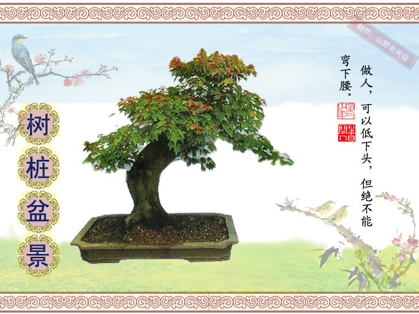 高山杜鹃花老树桩盆景,大树桩盆景欣赏