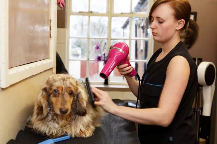 犬的记忆｜世界摄影经典