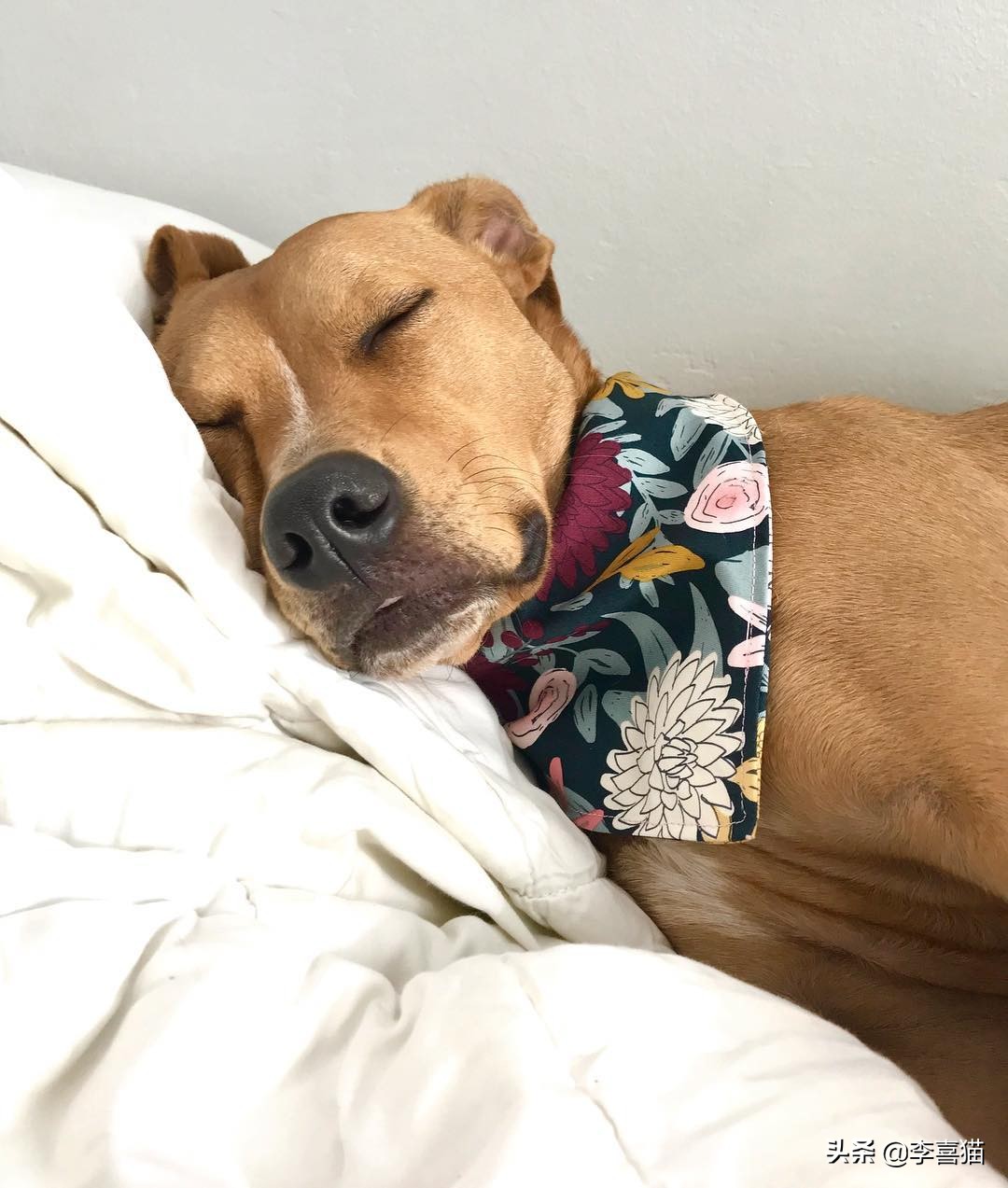 狗狗各种睡姿的含义,狗狗6个睡姿告诉你它在想什么