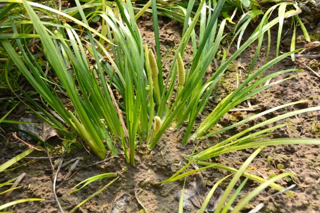 冬天常见中药植物图片及功效,花期长的草本植物图片