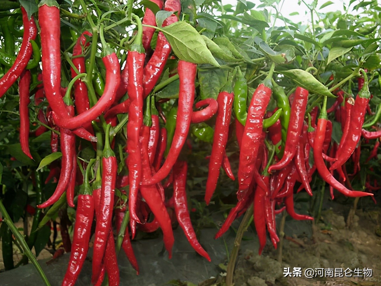 辣椒黄叶是怎么回事？辣椒叶子发黄用什么肥料灌根好？烂根怎么办