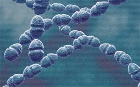 胎盘有人吃吗,胎盘吃了对身体有益吗