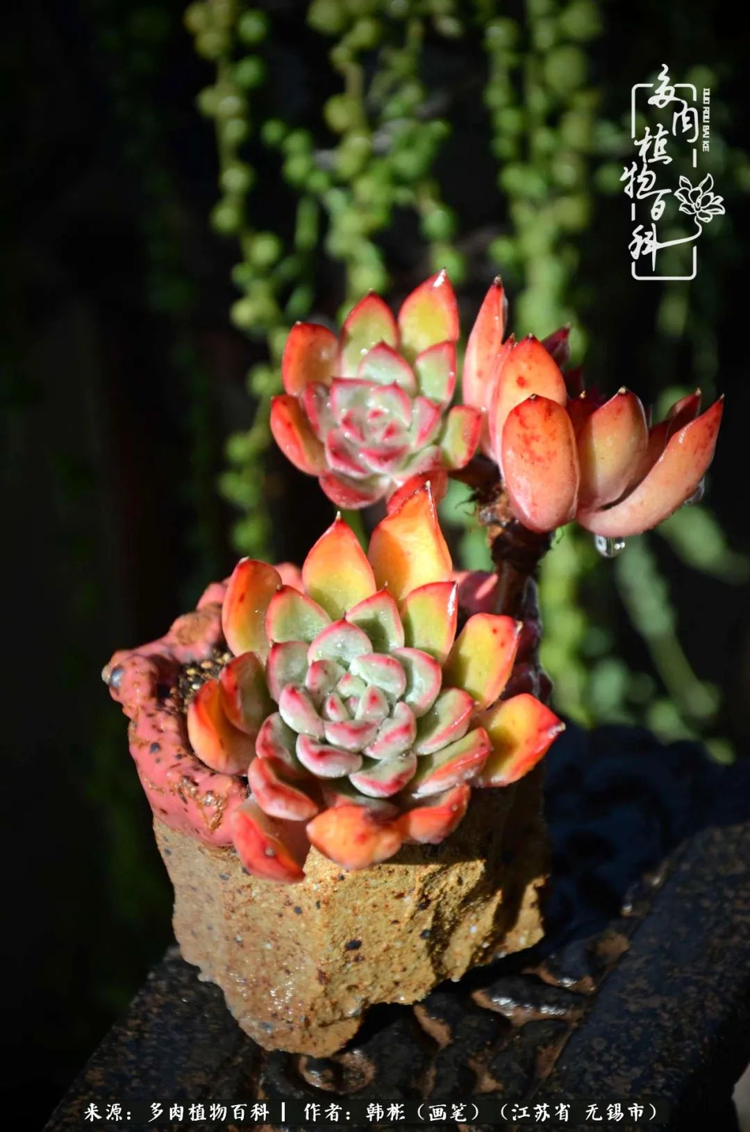 听音乐赏多肉,听音乐赏花赏美景