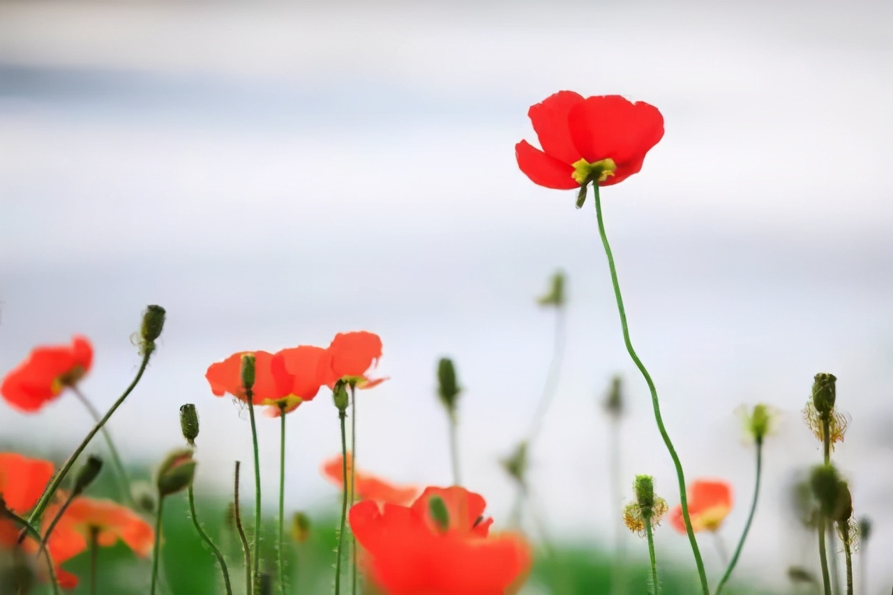 哲人哲思哲文:美女战友高丽华的《90%准则,缺陷与完美的平衡》