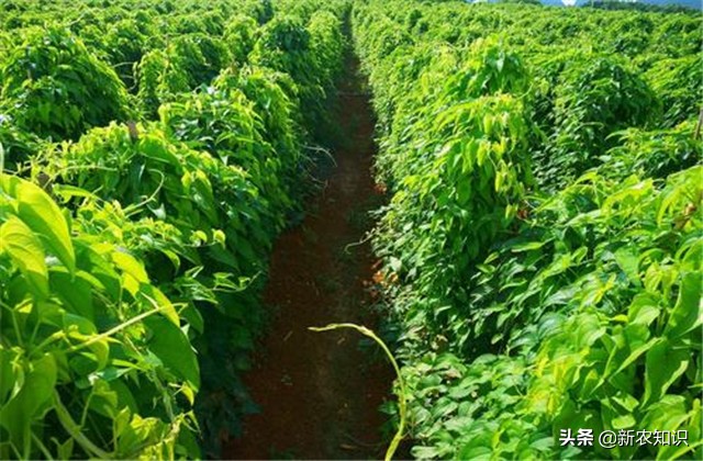 广西桂平最高产淮山种植方法,淮山怎样种植才高产