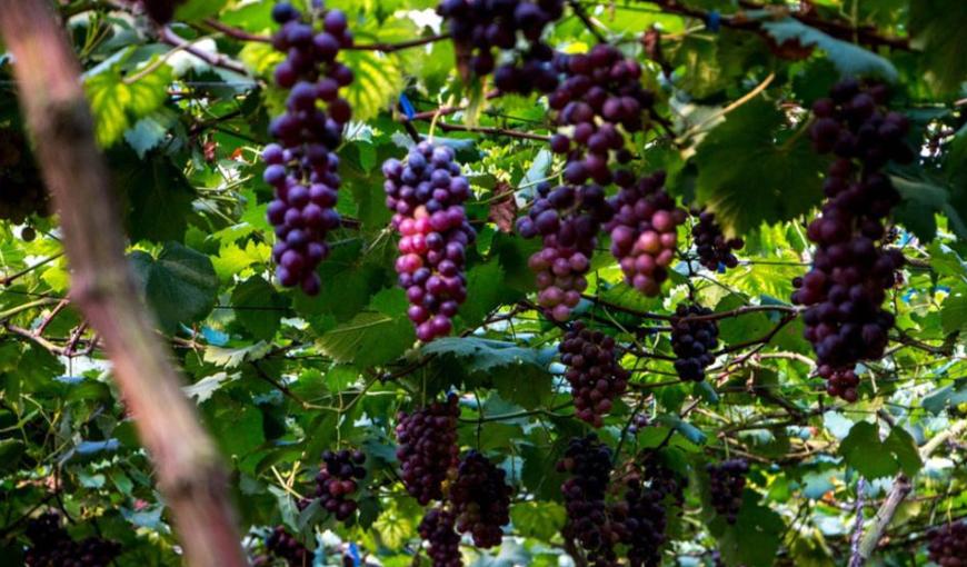 80后女生的创业之路视频,80后农村女孩创业