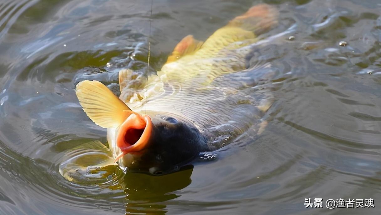 臭底黑坑怎么玩,黑坑底部污染严重怎么钓