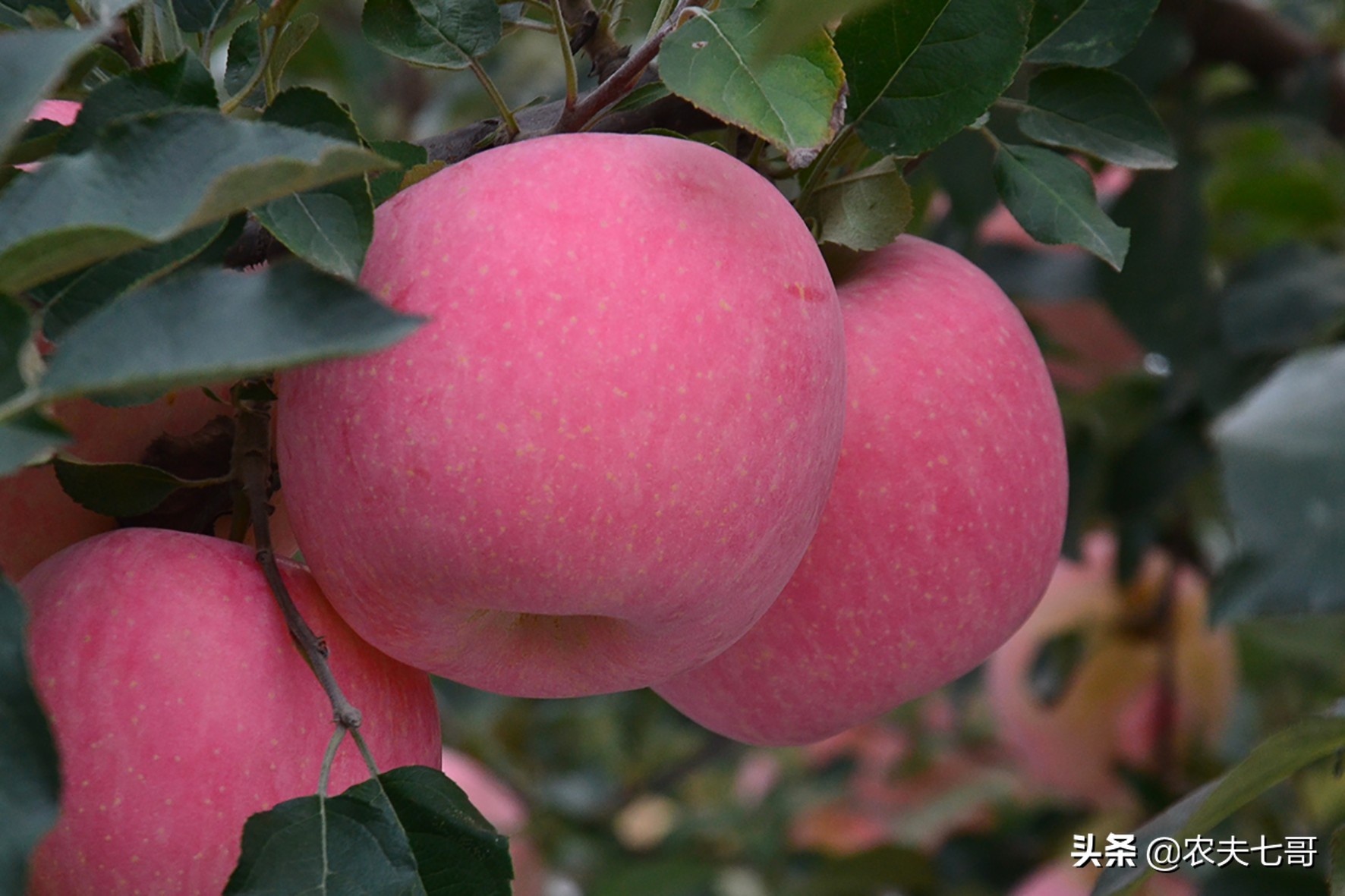 苹果表面质量提升（一）：苹果星点放大的原因及防治措施