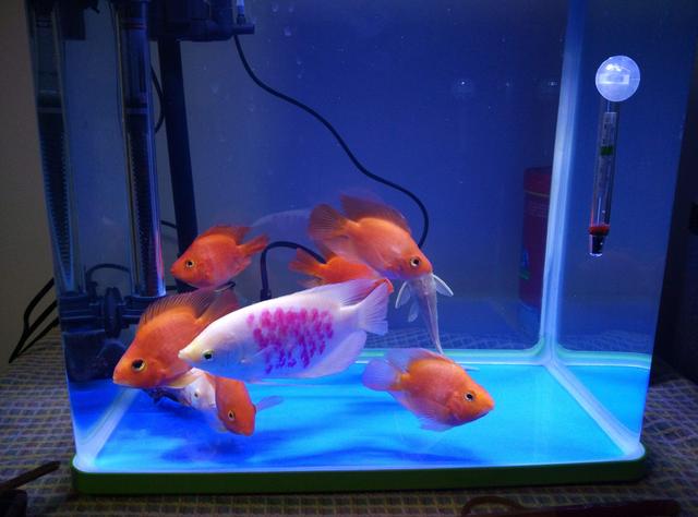 鹦鹉鱼斜身游东倒西歪怎么回事,鹦鹉鱼鱼肿嘴是怎么回事