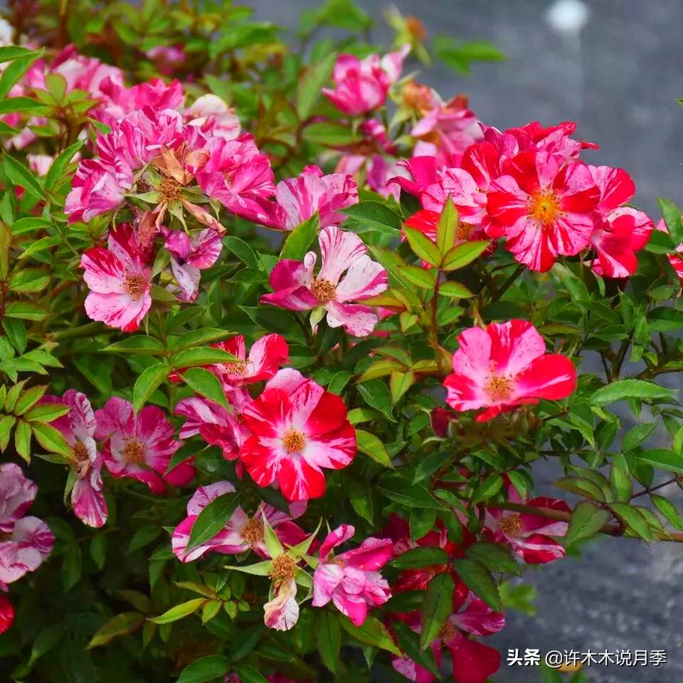 新手月季种植手册，牢记这6点，不死苗、开花多。新手收藏备用