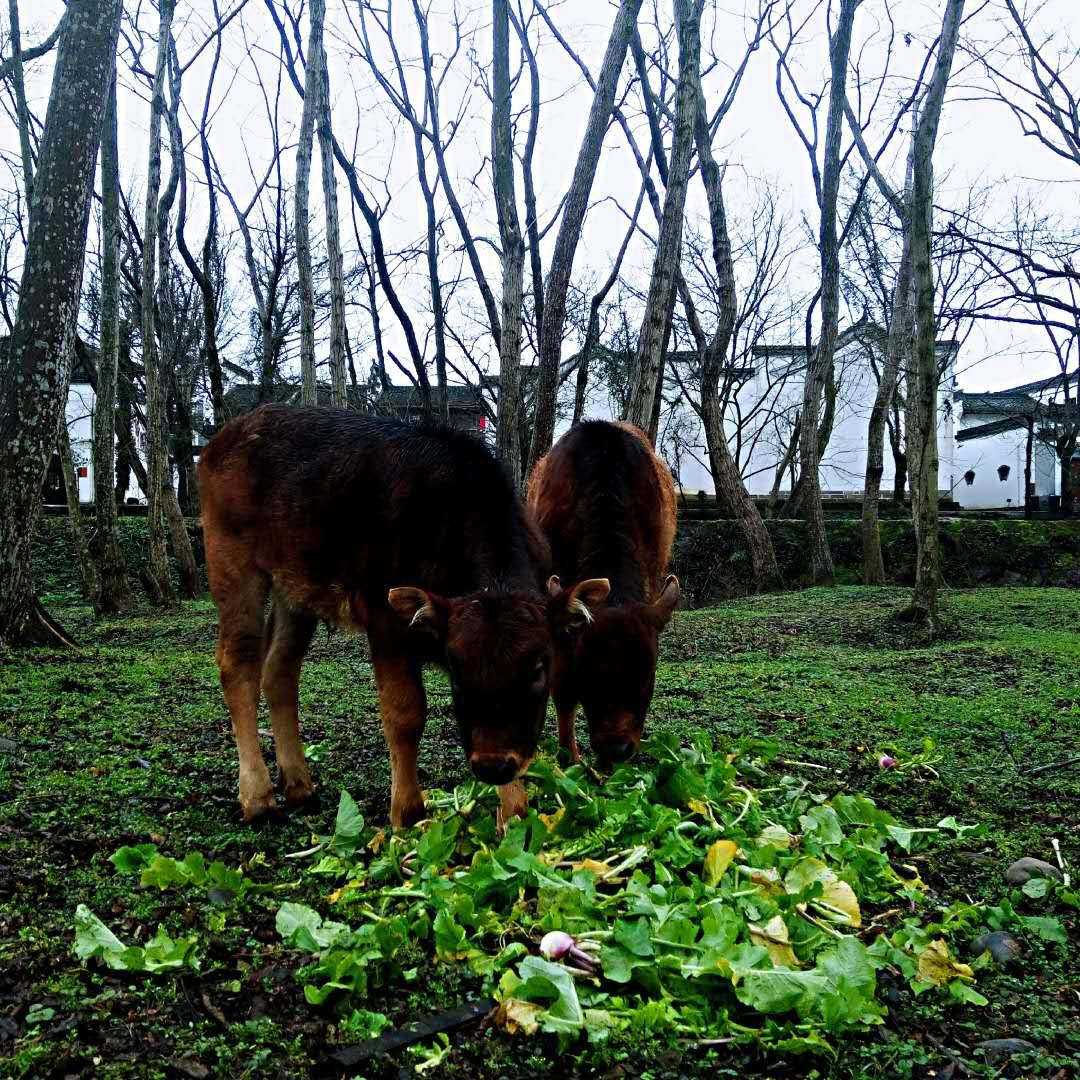 黄山市谭家桥特色小镇,黄山市特色小镇项目