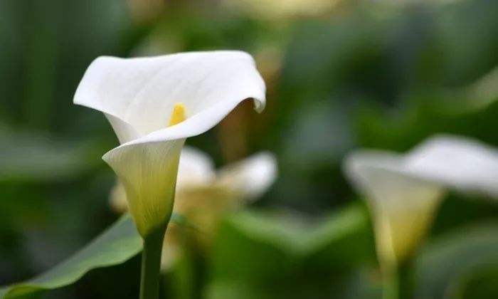 北方野外成簇的白色小野花,野外野花最好看的有哪些