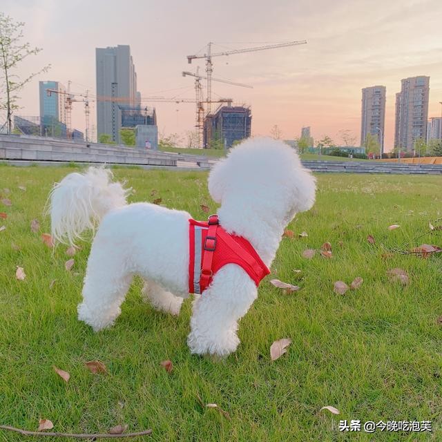 比熊狗狗小的时候都会咬人吗,比熊狗狗脾气不好咬人怎么办