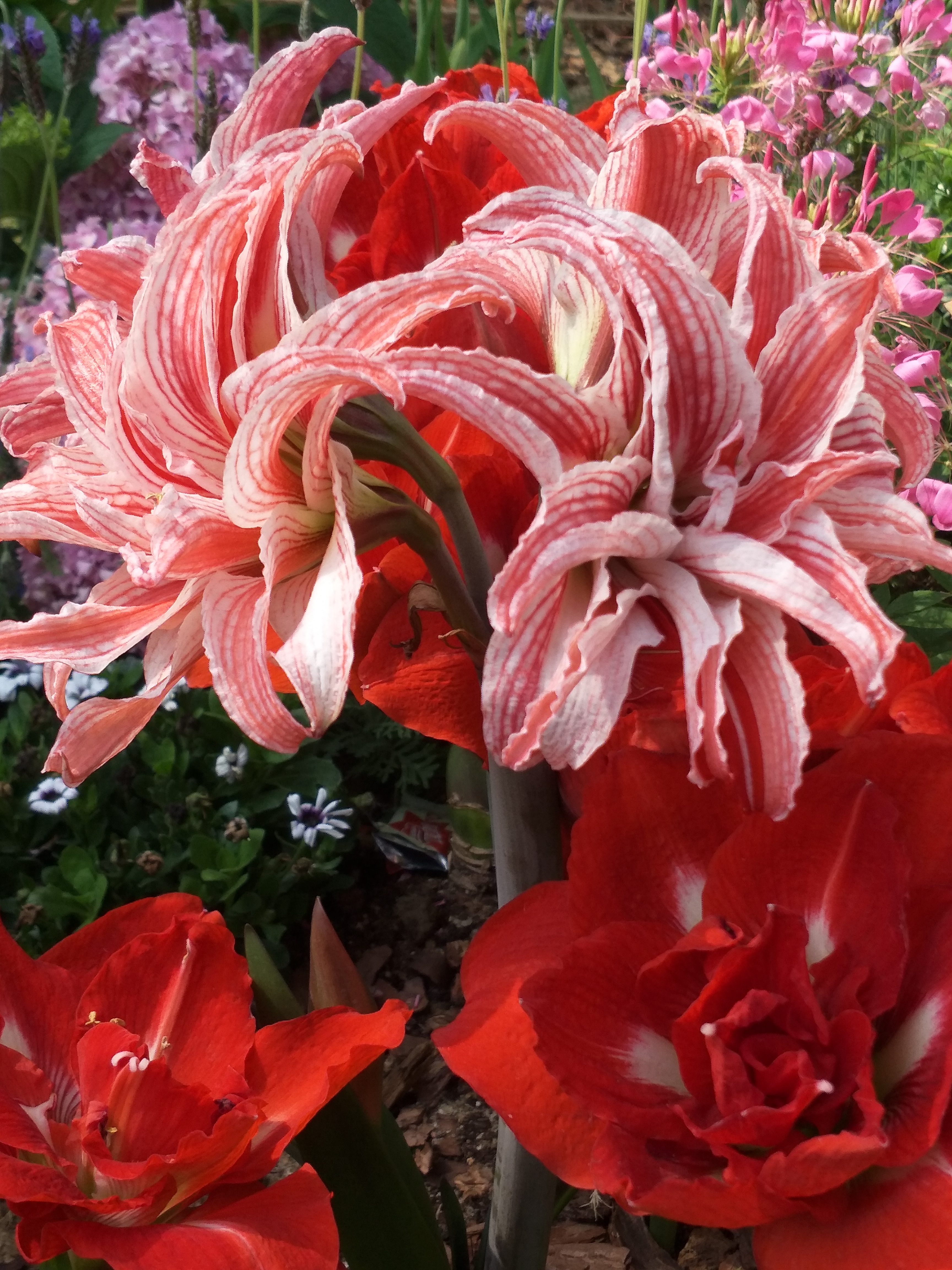 遇见花开深圳,遇见花开鲜花派对