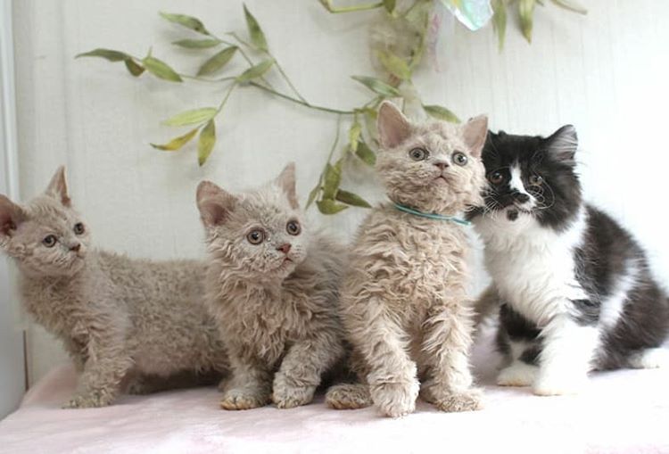 你见过披着羊皮的猪吗,你见过长得像雪豹的猫吗