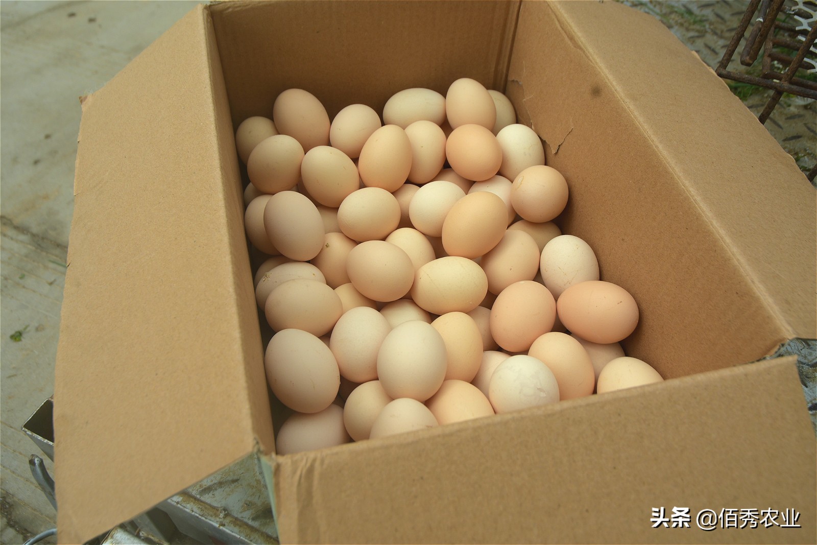 农村大叔养鸡150元一斤,农村老大爷卖土鸡