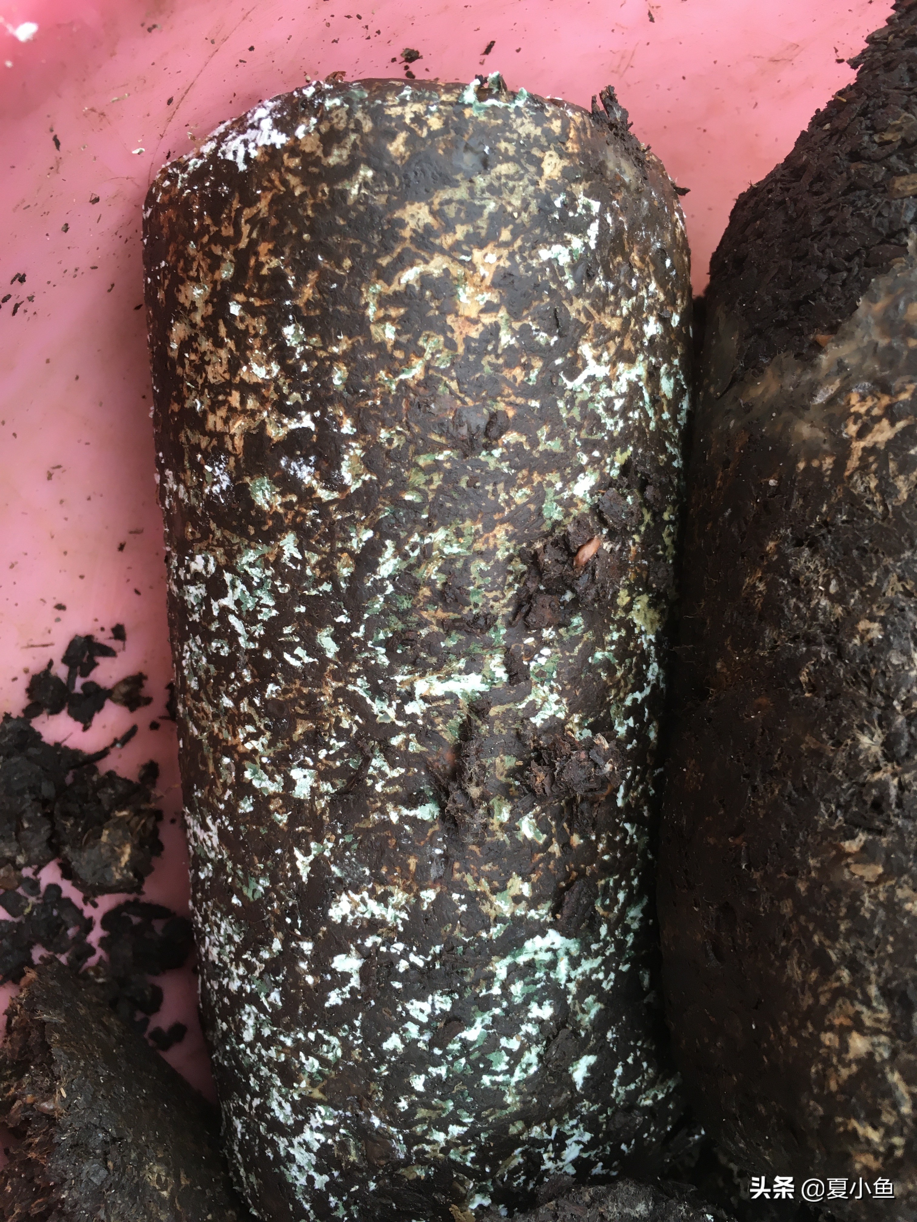 种植羊肚菌亏本的人多吗,羊肚菌种植技术与销路