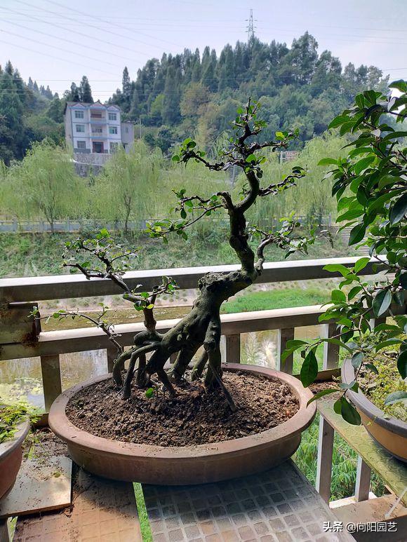 金弹子不嫁接雌雄同株,金弹子新苗分公母