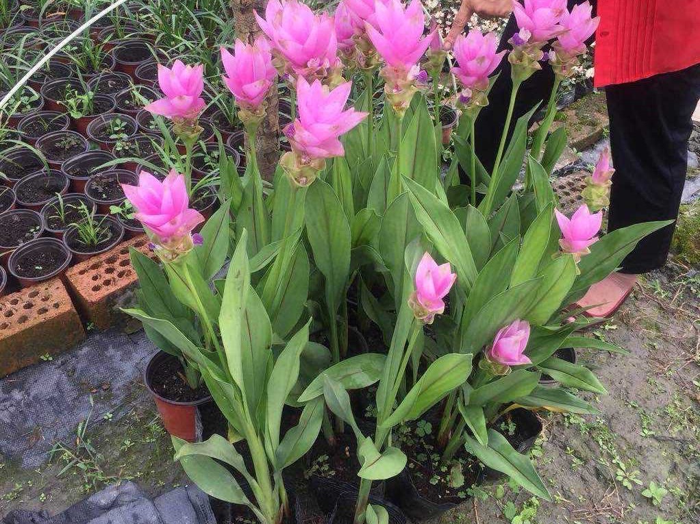 种球一年四季开花品种有哪些,硬根花卉种球大全图解