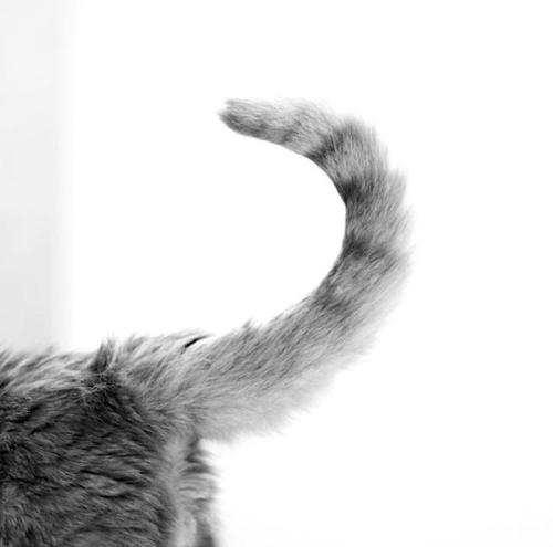 为什么有人把猫咪胡须剪了,拽猫尾巴会发生什么