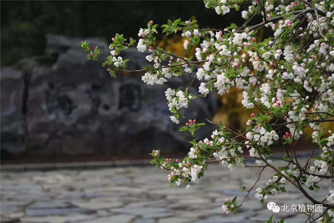 中国科学院植物研究所北京植物园,北京植物园有牡丹花还有什么花